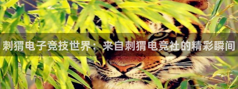 威客电竞网页版入口